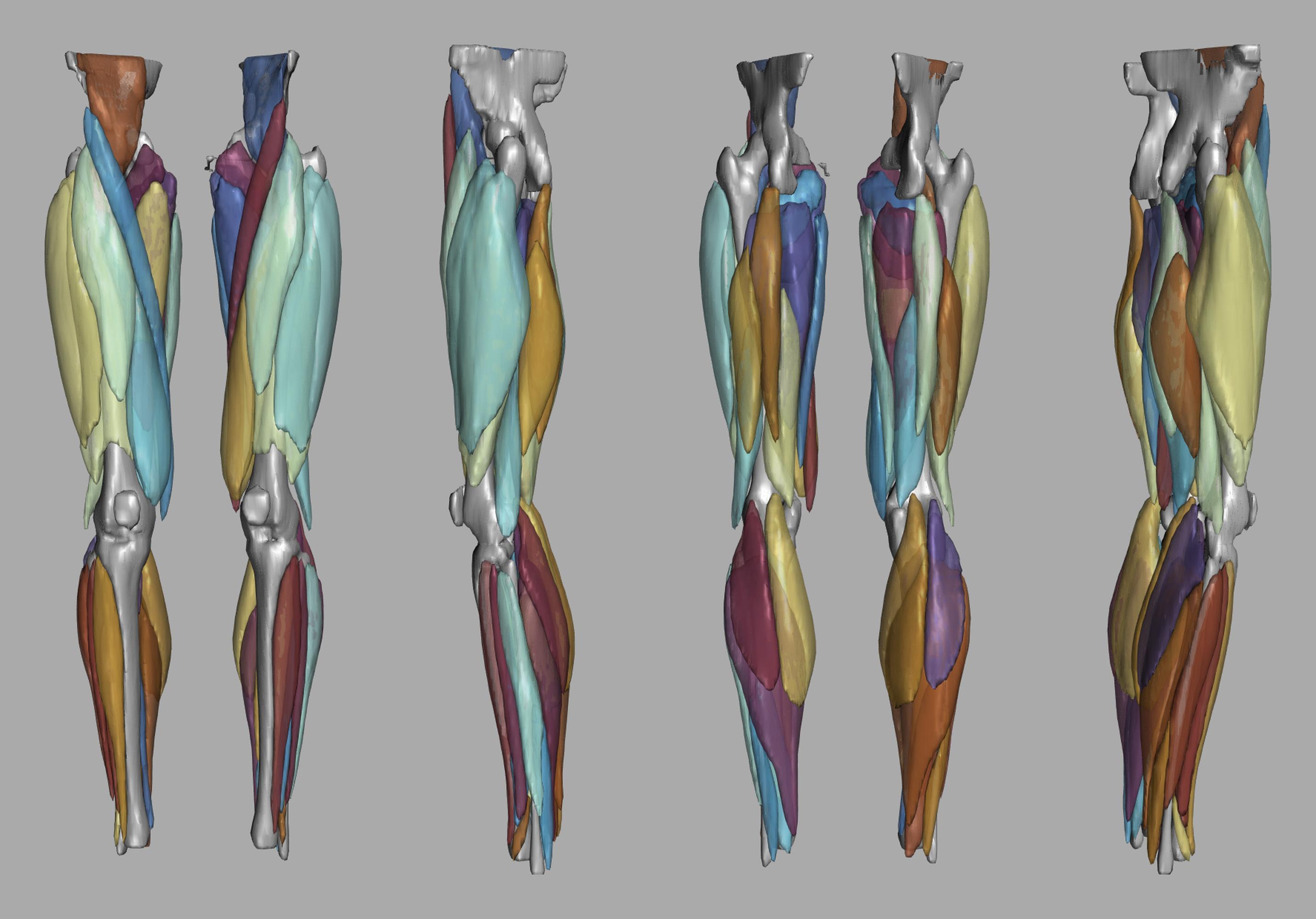 3D render of automated muscle segmentation labels generated using a CNN UNET.